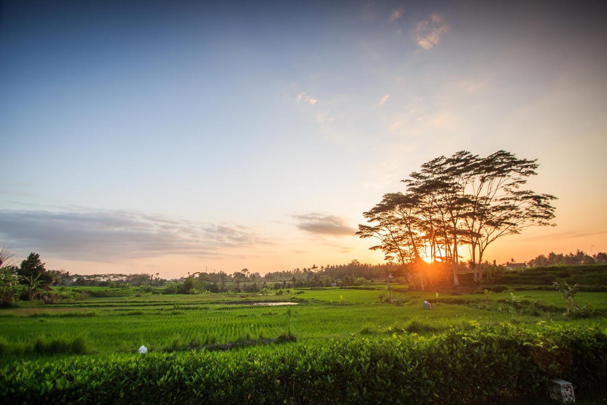 Griya Kcb Villa Ubud Kültér fotó